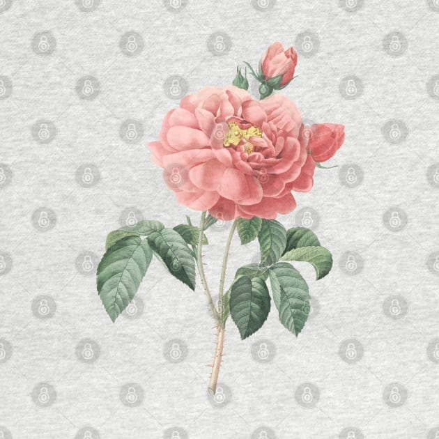 Pink Rose Flower Vintage Botanical Illustration by Biophilia